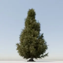 Detailed 3D model of a coniferous tree with dense foliage and visible roots, compatible with Blender for rendering.