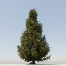 Coniferous Tree