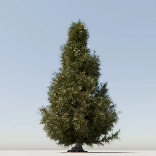Coniferous Tree
