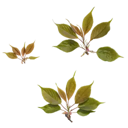 Prunus x yedoensis Atlas