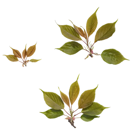Prunus x yedoensis Atlas