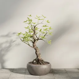 Bonsai Tree