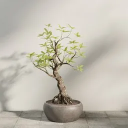 Bonsai Tree