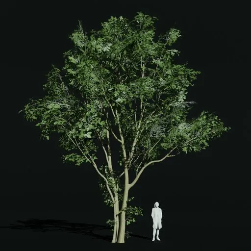 Hornbeam Mature