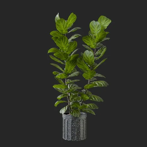 Fiddle Leaf Fig
