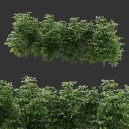 Bush Plant