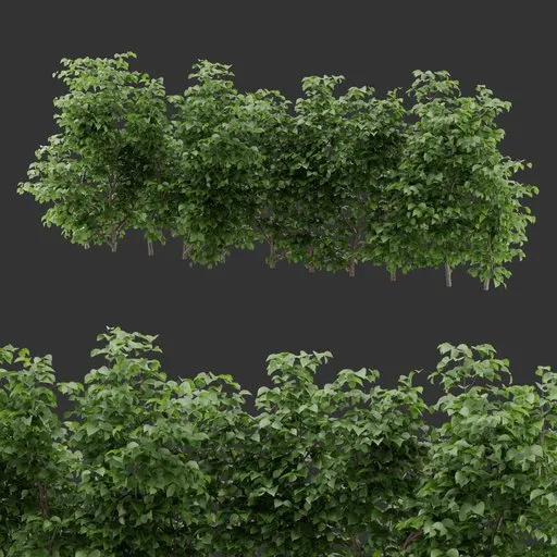 Bush Plant