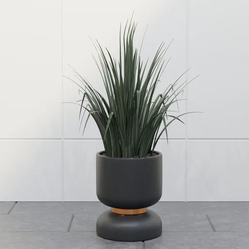 Grass Plant