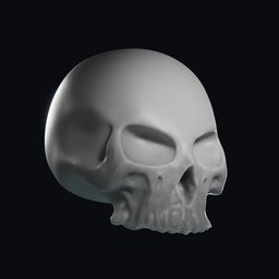 Detailed skull 3D model for anatomy sculpting in Blender, ideal for medical illustration and digital art.
