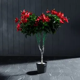 "Artificial Ibis Red 135 cm 3D model for Blender 3D - a poseable and customizable potted plant with red flowers on black table. Perfect for adding a touch of color to your 3D scenes. Based on a real product, with linked copy objects for easy modification."