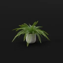 Tropical Fern Med Potted