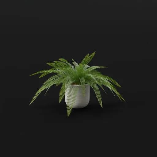 Tropical Fern Med Potted