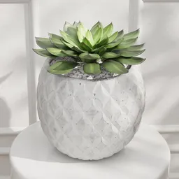 Succulent Plant