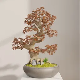 Autumn Harmony Bonsai