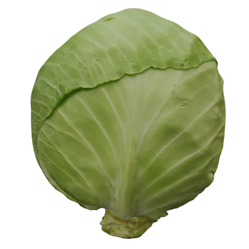 Detailed cabbage 3D model showcasing realistic textures and shadows, perfect for Blender 3D projects.