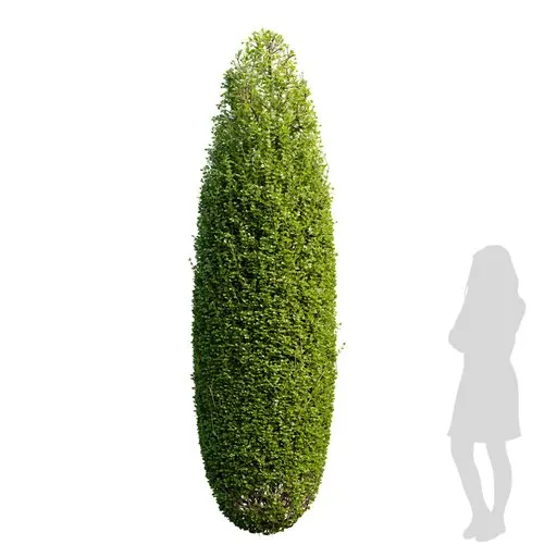 Bushe Ficus Concinna Bonsai Pruned004 | Trees models | Blendkit