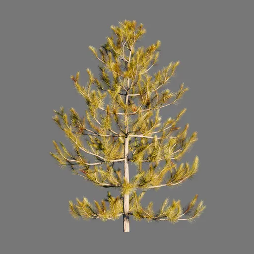 Pine Tree