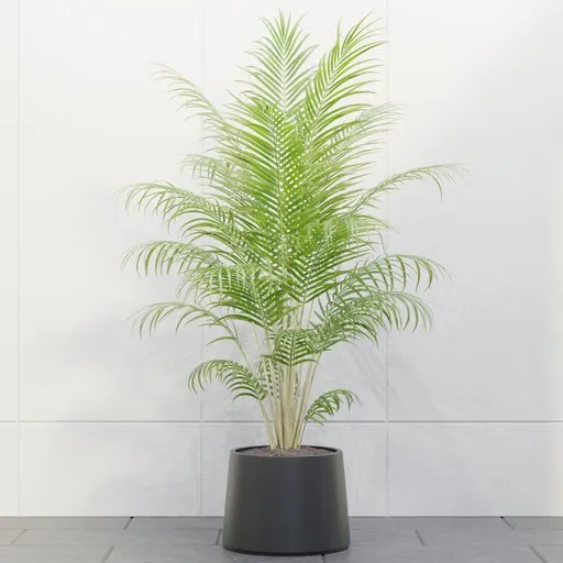 Areca Palm in Pot