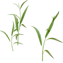 Outdoor Small Plant