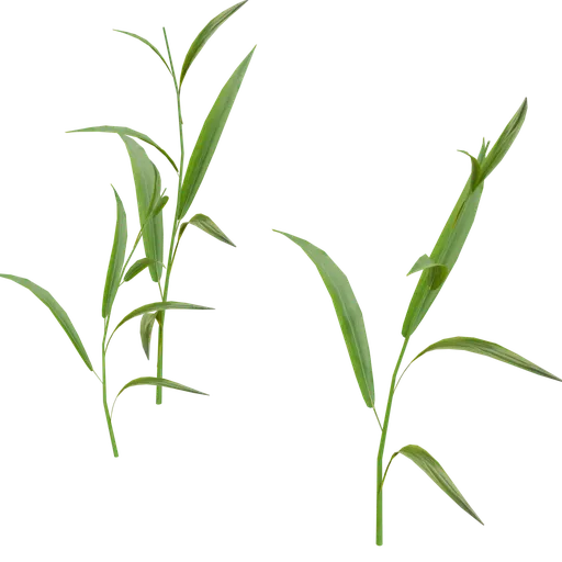 Outdoor Small Plant
