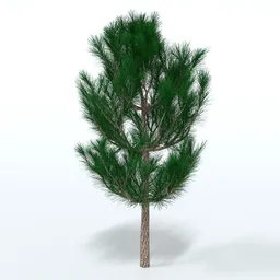 Pine Tree