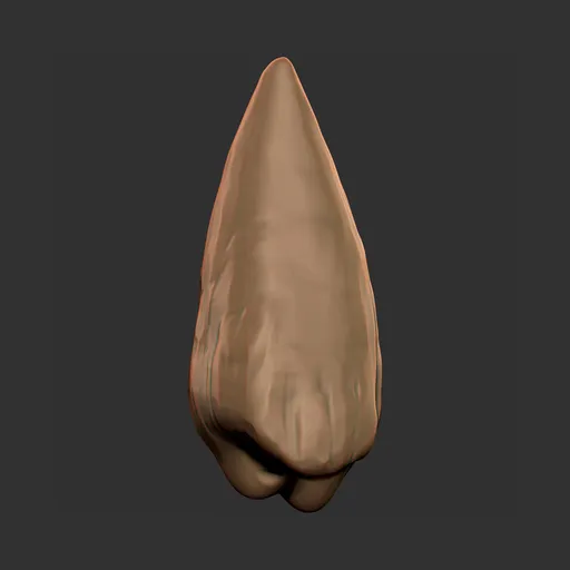 Primitive Animal Tooth