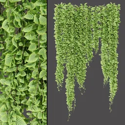 Hanging Green Vine
