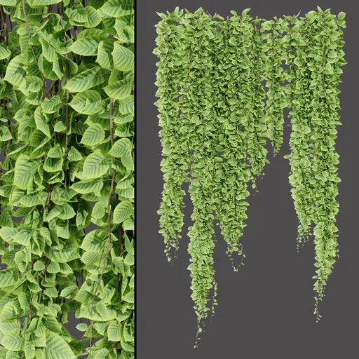 Hanging Green Vine