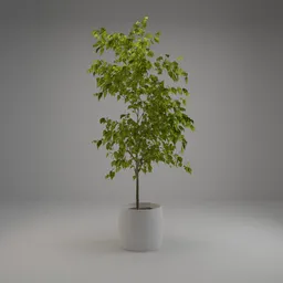 Realistic small potted tree 3D model with detailed leaves, suitable for Blender rendering, perfect for virtual scenes.