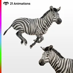 Female Zebra Animated