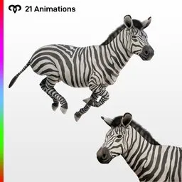 Female Zebra Animated