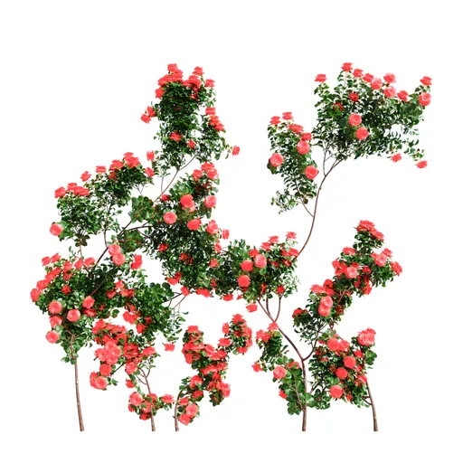 Climbing Roses Wall Grow Red