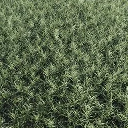 Realistic 3D grass sprouts model, game-ready for Blender, optimized for ecosystem rendering.