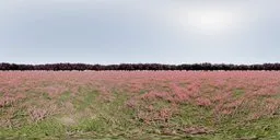 360-degree HDR image of a vibrant pink flower field with a clear blue sky, perfect for realistic scene lighting.