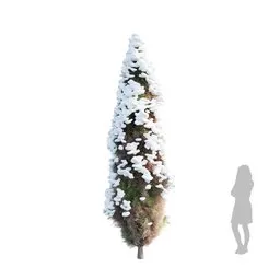 Bushe Mediterranean Cypress Dying