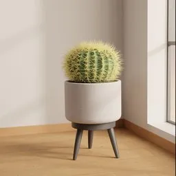 Golden Barrel Cactus