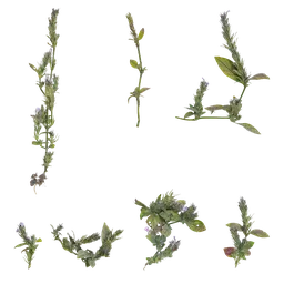 Justicia procumbens Atlas