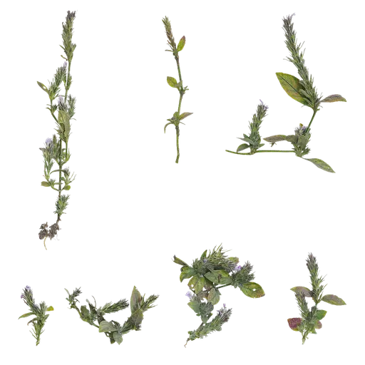 Justicia procumbens Atlas
