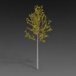 Linden Sapling Summer