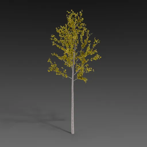 Linden Sapling Summer
