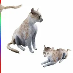 Orange & white Cat Animated