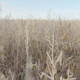 Grass Dead Dry Sparse