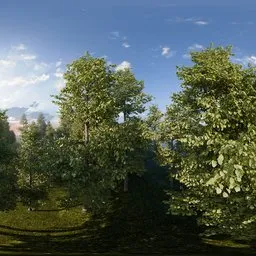 Sunny Forest Clearing