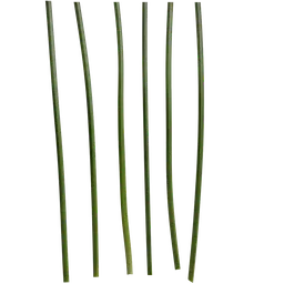 Phyllostachys heteroclada Stem