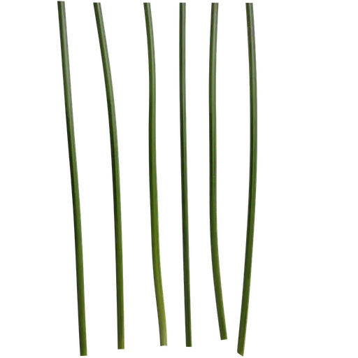 Phyllostachys heteroclada Stem