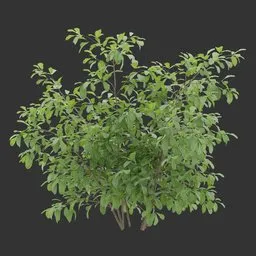 Simple Bush Plant