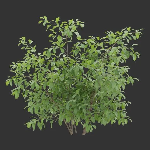 Simple Bush Plant