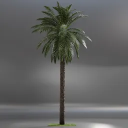 Dactylifera Palm Tree animated