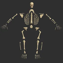 Human male stylized skeleton bones