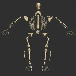 Human male stylized skeleton bones